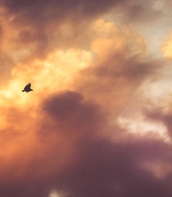 选手Phoenix